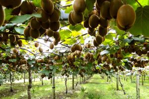 ΣΠΕΚΟ Βροντούς, ένας δυναμικός συνεταιρισμός με καλλιέργειες σταφυλιών και ακτινίδιων