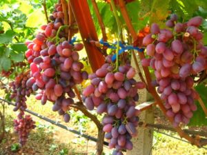 ΣΠΕΚΟ Βροντούς, ένας δυναμικός συνεταιρισμός με καλλιέργειες σταφυλιών και ακτινίδιων