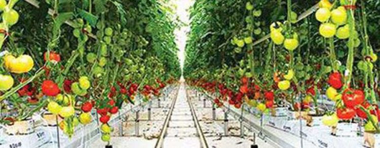 Βιωματικές ιστορίες επιτυχίας ευφυούς γεωργίας - Θερμοκήπιο υδροπονίας Βιωματικές ιστορίες επιτυχίας ευφυούς γεωργίας