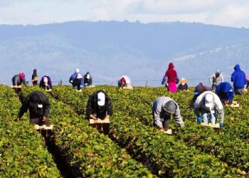 Εργάτες γης – Τροπολογία για παράταση της μετάκλησης τους από τρίτες χώρες