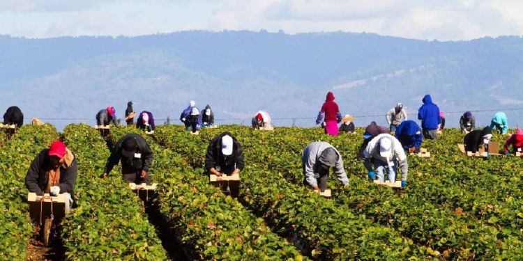 Εργάτες γης – Τροπολογία για παράταση της μετάκλησης τους από τρίτες χώρες