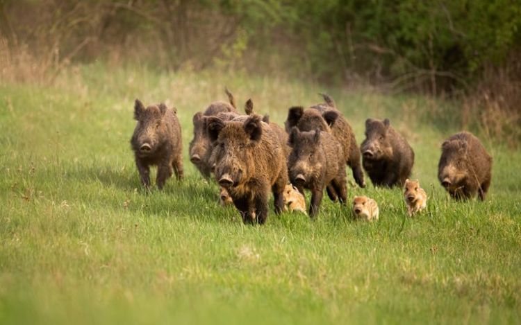 Κάνε ότι κοιμάσαι Κάνε ότι κοιμάσαι