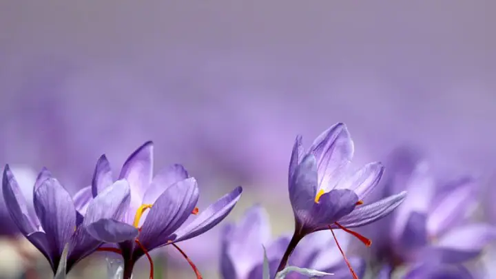 Κρόκος, το χρυσάφι της κοζανίτικης γης Κρόκος, το χρυσάφι της κοζανίτικης γης