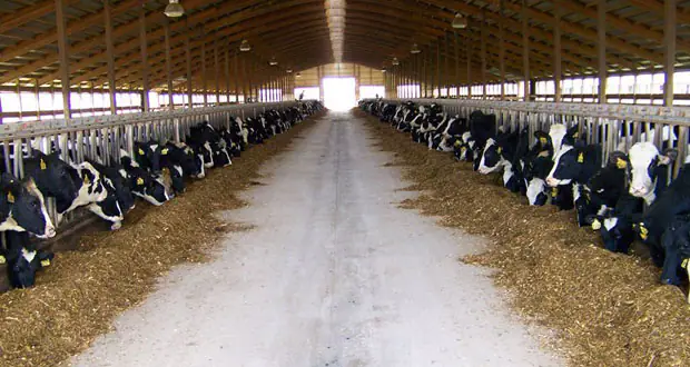 Βιωματικές ιστορίες επιτυχίας ευφυούς γεωργίας : Μια ευφυής ολοκληρωμένη κρεοπαραγωγική μονάδα Μολοκληρωμένη κρεοπαραγωγική μονάδαια ευφυής