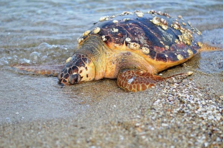 Οι χελώνες πεθαίνουν στην Πιερία