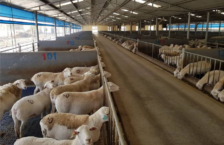 Πώς θα κατανεμηθούν τα 89 εκατ. ευρώ στους κτηνοτρόφους Πώς θα κατανεμηθούν τα 89 εκατ. ευρώ στους κτηνοτρόφους