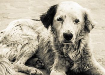 Υπογράφουμε – τροπολογία για να σταματήσει ο βασανισμός και εξευτελισμός των ζωών