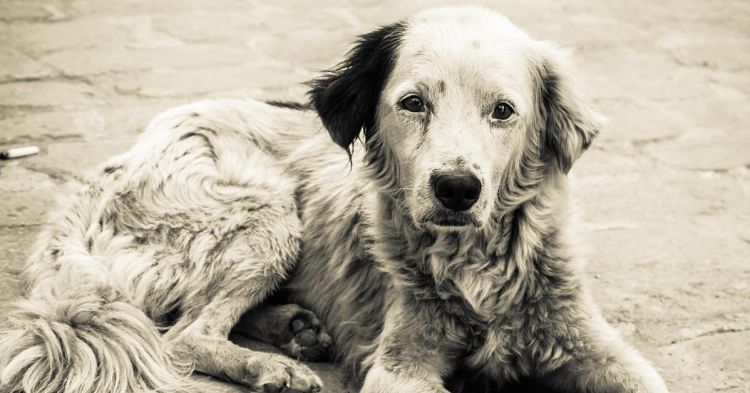 Υπογράφουμε – τροπολογία για να σταματήσει ο βασανισμός και εξευτελισμός των ζωών