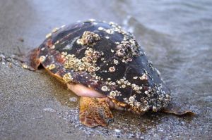 Οι χελώνες πεθαίνουν στην Πιερία