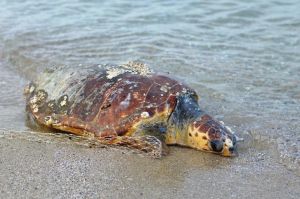 Οι χελώνες πεθαίνουν στην Πιερία