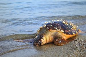 Οι χελώνες πεθαίνουν στην Πιερία