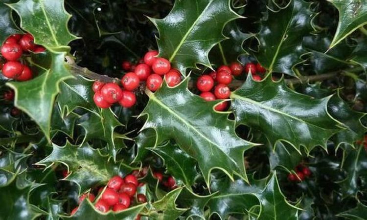 Αρκουδοπούρναρο από τον Όλυμπο για τον στολισμό των Χριστουγέννων