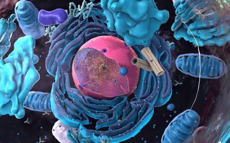 Νέος μηχανισμός ελέγχου της γήρανσης ανακαλύφθηκε από ερευνητές στην Κρήτη Αυτόματο προσχέδιο