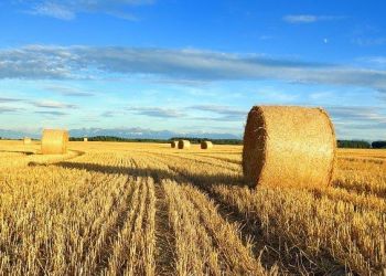 Κοινή Αγροτική Πολιτική (ΚΑΠ): 14 +1 ερωτήσεις για το Εθνικό Στρατηγικό Σχέδιο