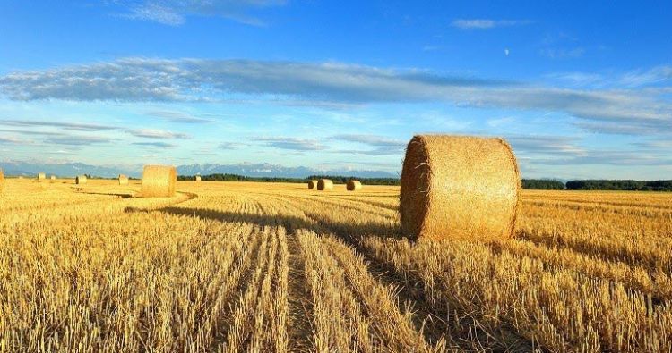 Κοινή Αγροτική Πολιτική (ΚΑΠ): 14 +1 ερωτήσεις για το Εθνικό Στρατηγικό Σχέδιο