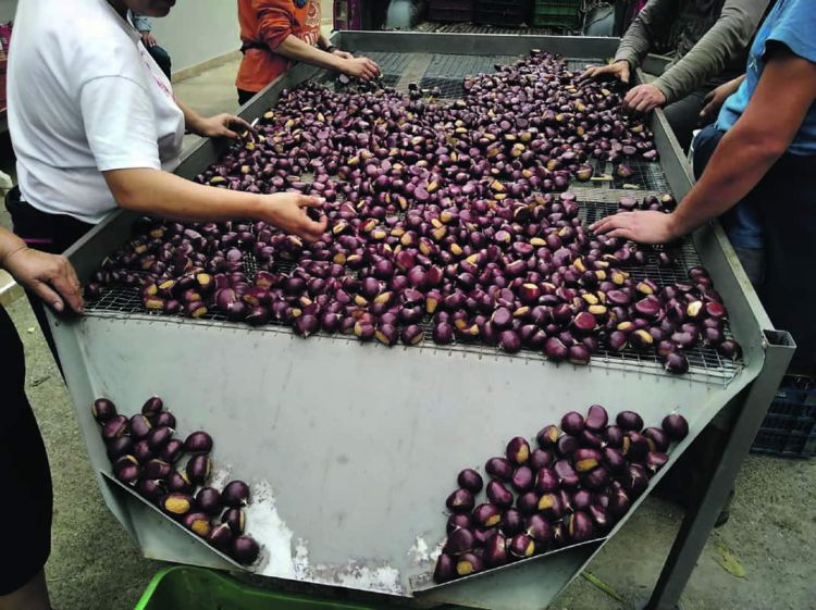 Στην τελική ευθεία για τις De Minimis αποζημιώσεις δενδροκαλλιεργητών