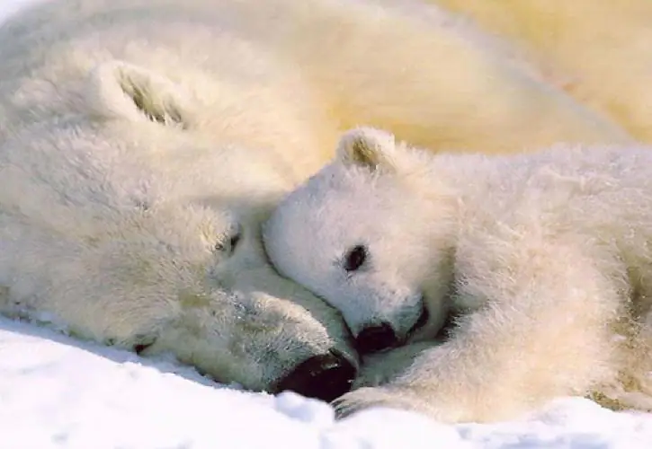 Χειμερία νάρκη Χειμερία νάρκη