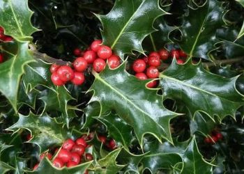 Αρκουδοπούρναρο από τον Όλυμπο για τον στολισμό των Χριστουγέννων (βίντεο) Αρκουδοπούρναρο από τον Όλυμπο για τον στολισμό των Χριστουγέννων