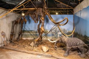 Περιβαλλοντικό πάρκο δεινοσαύρων – Μουσείο Μαμούθ