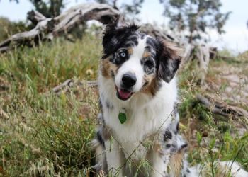 Θα θέλατε να ξέρετε τι βλέπει ο σκύλος σας όταν σας κοιτάζει στα μάτια;