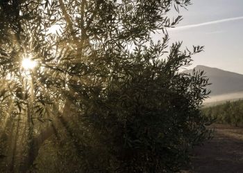 Κλιματική Αλλαγή: Αυξάνονται σημαντικά στην Ελλάδα οι ημέρες με υψηλές θερμοκρασίες το καλοκαίρι