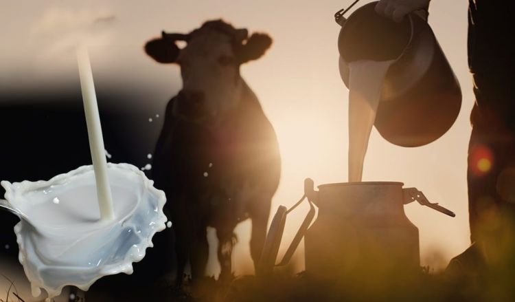 Κτηνοτροφία: Λιγότερο το γάλα, μειωμένα τα κοπόδια – Πώς διαμορφώνεται η τιμή παραγωγού Κτηνοτροφία: Λιγότερο το γάλα, μειωμένα τα κοπόδια – Πώς διαμορφώνεται η τιμή παραγωγού