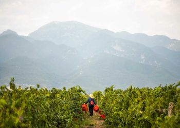 Πιερία: Το Κλίμα, τα Οινοποιεία, οι Ποικιλίες, οι Ετικέτες
