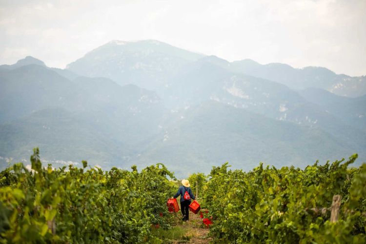 Πιερία: Το Κλίμα, τα Οινοποιεία, οι Ποικιλίες, οι Ετικέτες