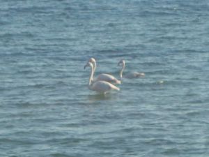 ΕΛ. Π. ΠΙ. & Ποδηλάτες Θεσσαλονίκης: Θεοφάνια στην Πιέρια 2023