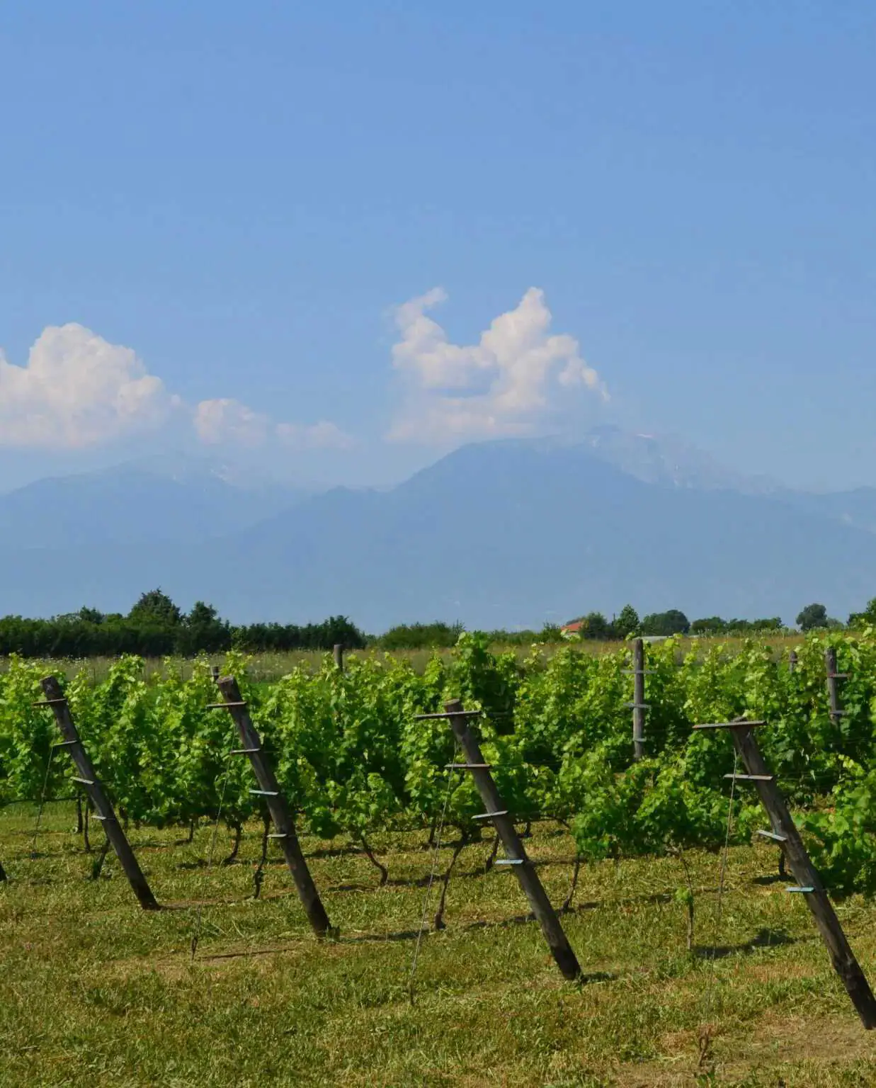 Πιερία: Το Κλίμα, τα Οινοποιεία, οι Ποικιλίες, οι Ετικέτες
