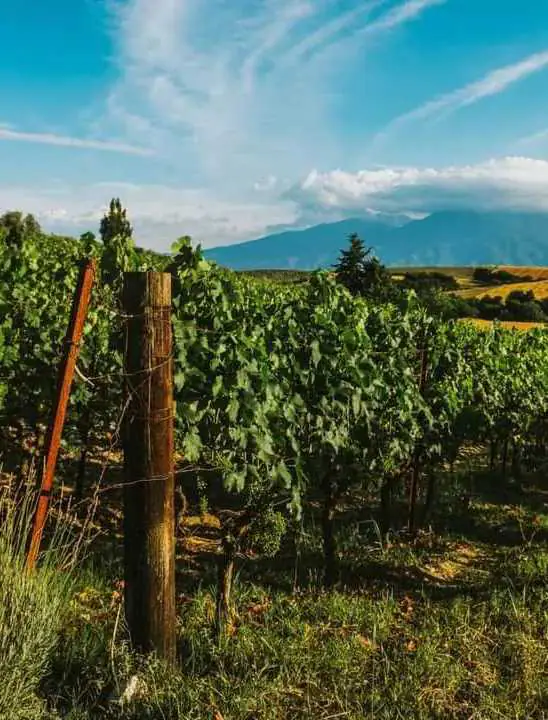 Πιερία: Το Κλίμα, τα Οινοποιεία, οι Ποικιλίες, οι Ετικέτες