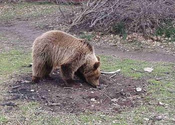 Σε χειμέριο λήθαργο οι αρκούδες του Αρκτούρου παρά την καλοκαιρία