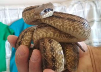 Τέσσερα Φίδια Εντοπίστηκαν Κρυμμένα Σε Κελάρι Κρασιών Στον Δρυμό