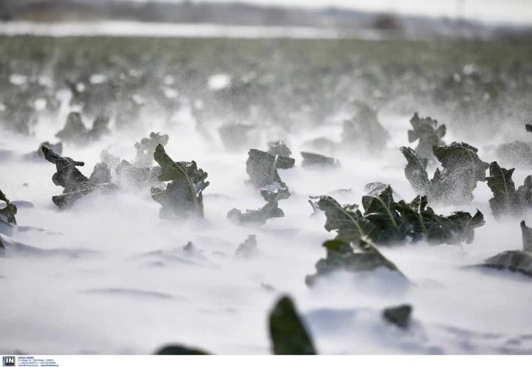 Το Frost.getmap.gr θα προειδοποιεί του αγρότες για τον παγετό – Πώς λειτουργεί