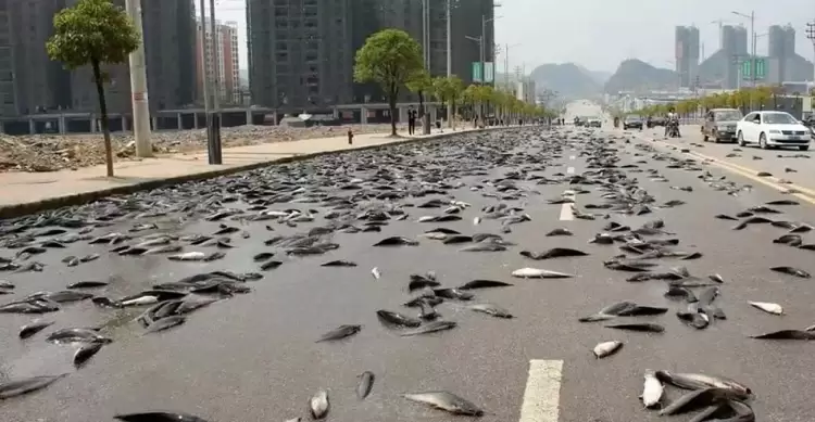 «Άνοιξαν οι ουρανοί» και «έβρεξε» ψάρια στην Αυστραλία