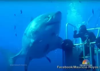 Ο «μεγαλύτερος λευκός καρχαρίας» που έχει βιντεοσκοπηθεί ποτέ