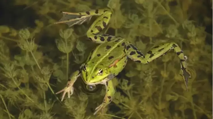 Ποδαράκια βατράχου