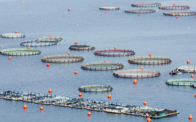 Υποβολή αιτήσεων αποζημίωσης για αποζημίωση των φορέων εκμετάλλευσης αλιείας και υδατοκαλλιέργειας