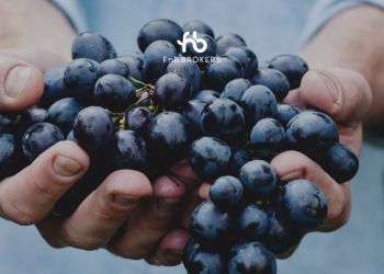 13 + 2 διακρίσεις για τα κρασιά της Fnb Brokers