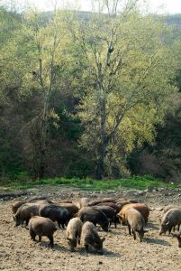 Φάρμα Φωτιάδη στην Εξοχή Πιερίας – Με ελιά μεγαλώνει ο μαύρος χοίρος στη σκιά του Ολύμπου