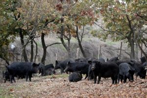 Φάρμα Φωτιάδη στην Εξοχή Πιερίας – Με ελιά μεγαλώνει ο μαύρος χοίρος στη σκιά του Ολύμπου
