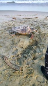 Χελώνα νεκρή στην παραλία Κατερίνης