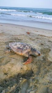 Χελώνα νεκρή στην παραλία Κατερίνης