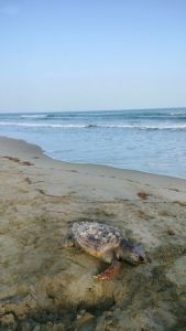 Χελώνα νεκρή στην παραλία Κατερίνης