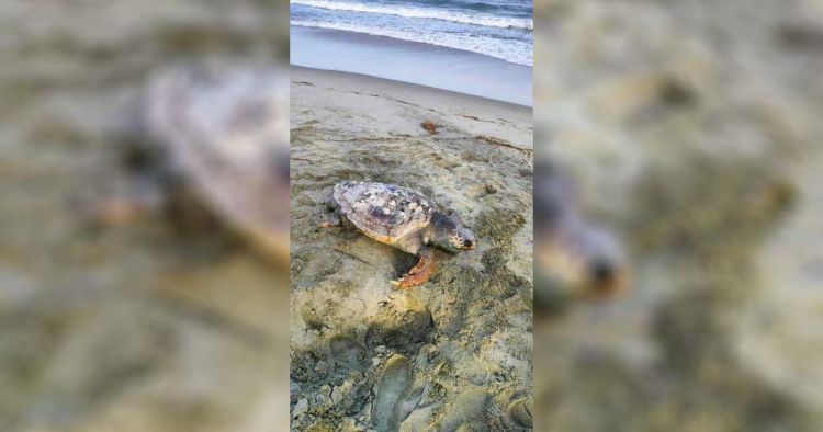 Χελώνα Νεκρή Στην Παραλία Κατερίνης