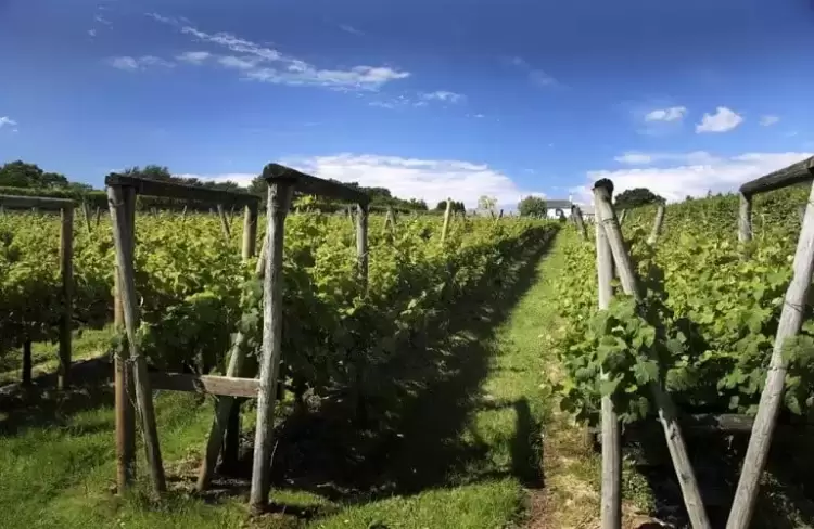 Εγγραφή αμπελοτεμαχίων έκτασης από 100 τ.μ. έως 500 τ.μ. στο Αμπελουργικό Μητρώο του ΥΠ.Α.Α.Τ.