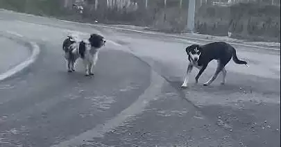 Θωμάς Αναστασιάδης: Κρούω των κώδωνα του κινδύνου! Θωμάς Αναστασιάδης: Κρούω των κώδωνα του κινδύνου!