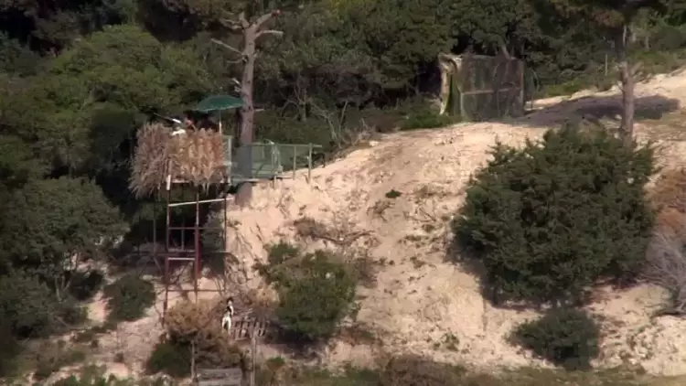 Οργιάζει η ανοιξιάτικη λαθροθηρία στο Ιόνιο