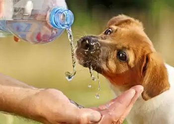 Φιλοζωικό Σωματείο Άργος Κατερίνης – Δροσερό νεράκι για τους τετράποδους φίλους μας