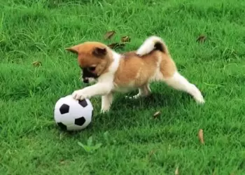 Φιλοζωικό Σωματείο Αργός – Στειρώστε το κατοικίδιο σας